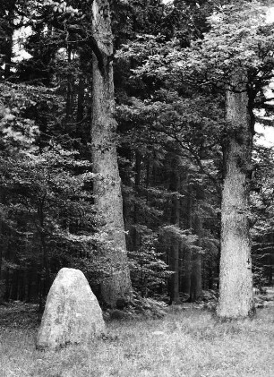 Holländerklotz im Pfälzer Wald