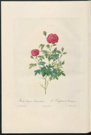 Rosa Pomponia Burgundiaca. Le Pompon de Bourgogne. Langlois sculp.