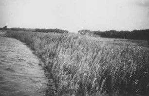 Uferschutz an der Weser