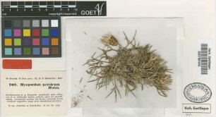 Myopordon persicum Boiss. [type]