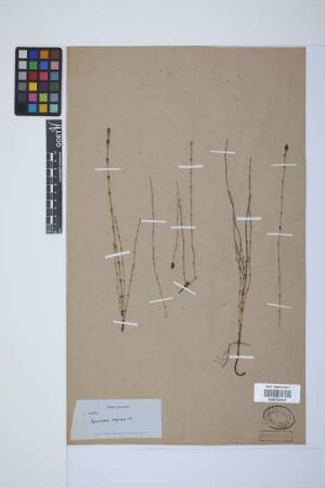 Equisetum bogotense Kunth