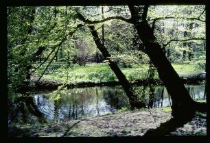 Chlttbg. Schlosspark 30.4.67.