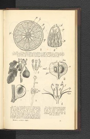 Fig. 454. - Coupes transversales d' une orange:
