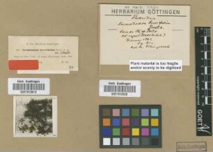 Trematodon brevifolius Broth. ex Müll.Hal. [type]