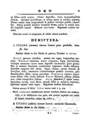 Hemiptera