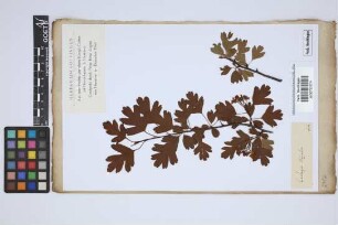 Crataegus azarolus L.