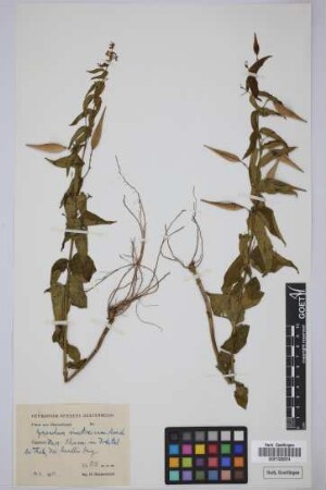 Cynanchum vincetoxicum Moench