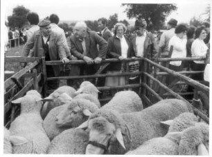 Arolsen. Interessierte Züchter und Besucher an einem Schafsperch