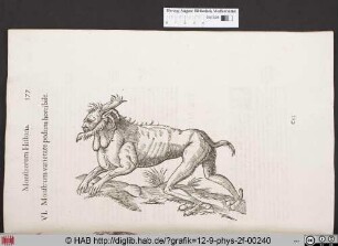 Monstrum varietate pedum horribile.