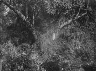 Vegetation der Virunga-Vulkane : Die Vegetationslandschaft im Gebiet der Virunga-Vulkane