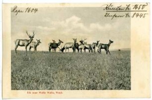 Walla Walla. Elk near Walla Walla, Wash.
