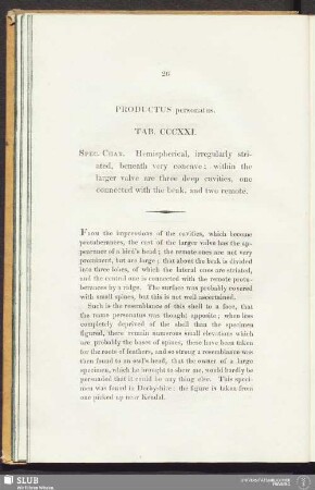 Productus personatus. Tab. CCCXXI