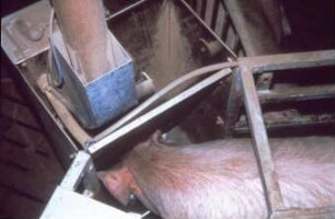 Fotografie: Sauenhaltung, Fütterungstechnik, Abruffütterung, Abrufstation
