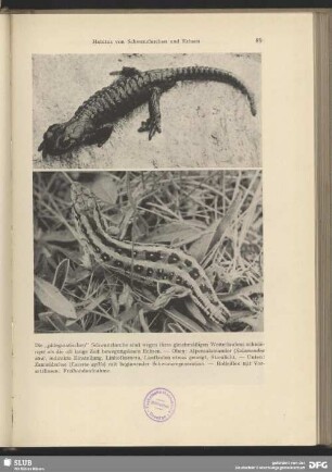 Alpensalamander