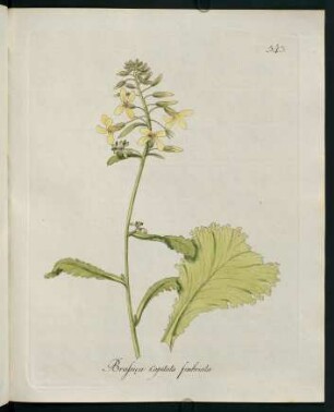 Brassica capitata fimbriata