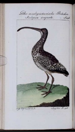 Der madagaskarische Bracher. Scolopax arquatu.