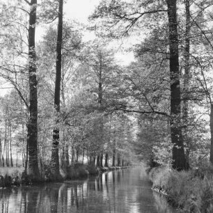 Hochwald in Leipe. : Wysokolěs w Lipjem.
