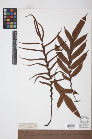 Blechnum patersonii (R.Br.) Mett. subsp. elongatum (Blume)