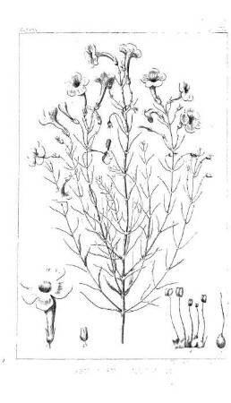 Lippia cuneifolia, Torr.