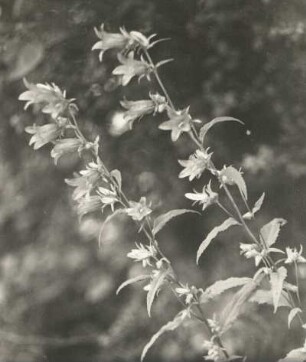 Acker-Glockenblume : Königswartha, Acker-Glockenblume (Campanula rapunculoides) in Blüte