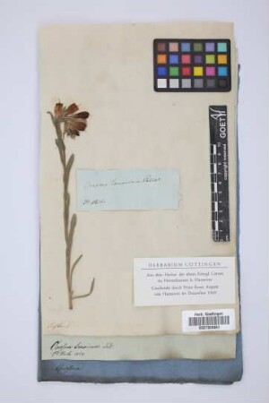 Onosma tauricum Pall.