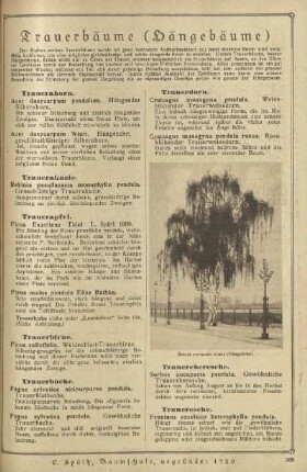 Trauerbäume (Hängebäume)