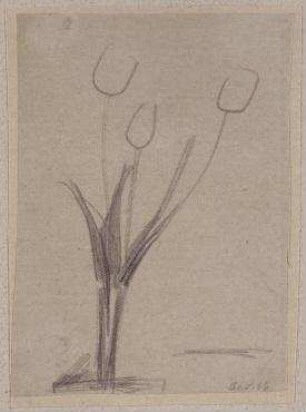 Tulpen