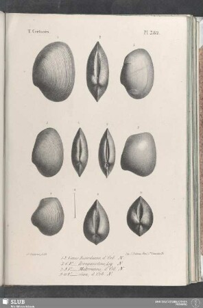 Pl. 382