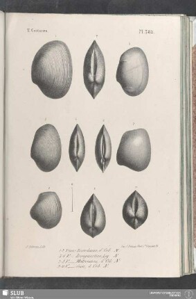 Pl. 382