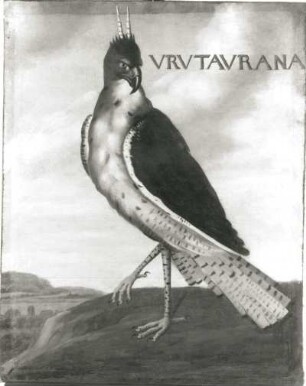 VRVTAVRANA Falke (Falco ornatus)