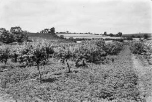 Orangenplantage : Blick über eine Orangenplantage, dahinter Weinstöcke.