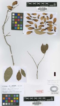 Hippocratea verrucosa Griseb., nom. illeg. [syntype]