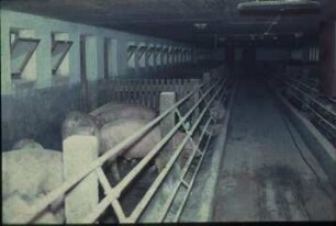 Fotografie: Sauenhaltung, Gruppenhaltung, Futterkrippe, Futtervorlage
