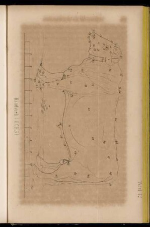 Tafel IV. Rindvieh (Ochs)
