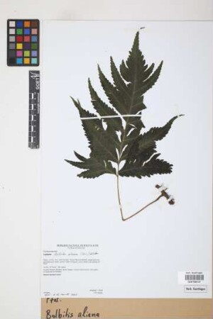 Bolbitis aliena Alston