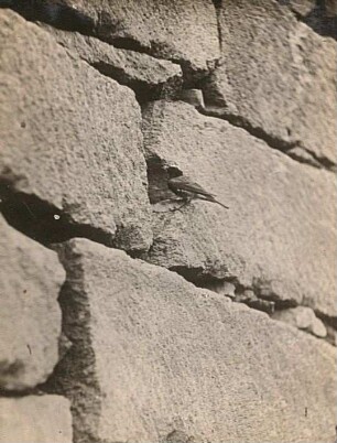 Gartenrotschwanz (Phoenicurus phoenicurus L.), Männchen vor dem Nesteingang (Mauer)