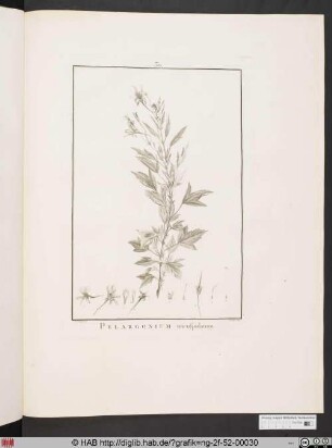 PELARGONIUM tricuspidatum [Storchenschnabelgewächs].