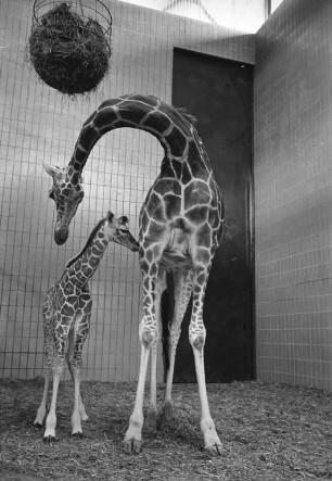 Nachwuchs bei den Giraffen im Karlsruher Zoo