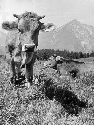 Fleckvieh auf einer Alm