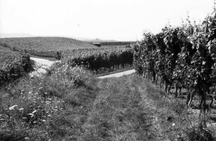 Malterdingen: Weinberge