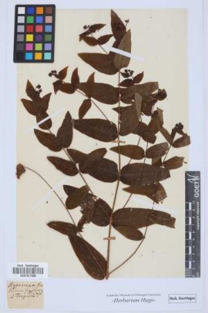 Hypericum