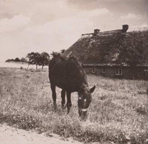 Rügen: Middelhagen: Bauernhaus mit Pferdeweide