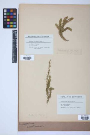 Lycopodium annotinum annotinum L.