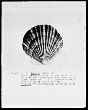 Pecten Yessoensis Jay. Originalzeichnung zu: Novitates Conchologicae Mollusca Marina, Kassel 1858-1870, Tf. 21