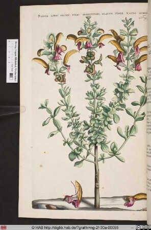 SALVIA AFRIC: FRUTIC: FOLIO SUBROTINDO, GLAUCO, FLORE MAGNO AUREO.