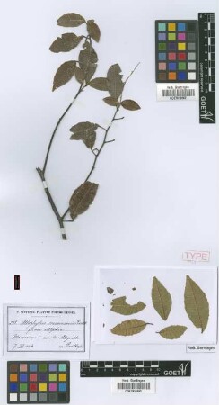 Allophylus crassinervis Radlk. fo. Radlk. ellipticus[syntype]