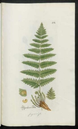512. Polypodium Filix