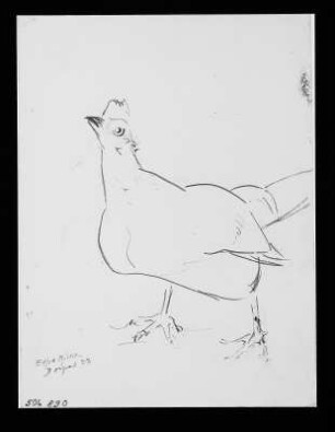 Huhn : Huhn. Kohlezeichnung (1928; E. Richter)