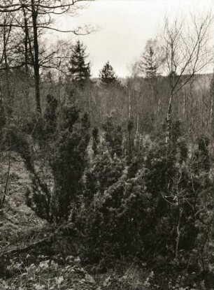 Gemeiner Wacholder (Juniperus communis), auch Heide-Wacholder. Bestand im Naturschutzgebiet Rothstein bei Löbau