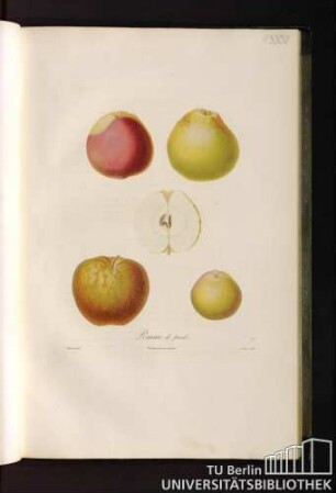 Pomme de finale.